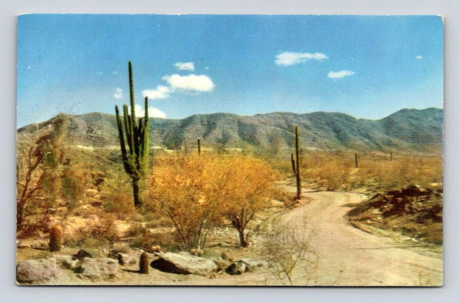 Desert Roadway Winding Through Cactus & Sage Brush Postcard (eCL824)