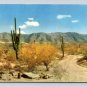 Desert Roadway Winding Through Cactus & Sage Brush Postcard (eCL824)