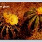 Phoenix Arizona Desert Botanical Gardens Papago Park Star Cactus Postcard (eCL826)