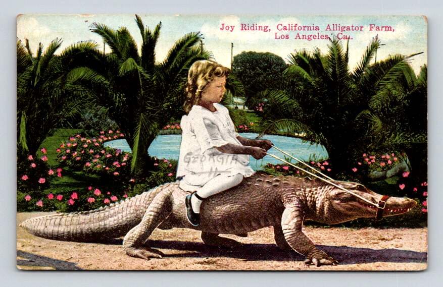 Los Angeles Alligator Farm - Georgia Young Girl Taking a Ride Postcard (ecL858)