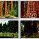 Lot of 4 Sequoia & Redwood Trees California, Oregon Postcards (ecL894)