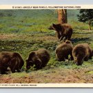 Grizzly Bear Family Yellowstone National Park, Montana Postcard (ecL936)