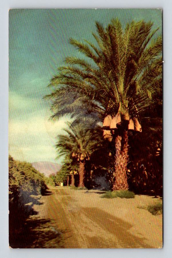 Coachella Valley Palm Tree Lane California CA Postcard (ecL970)