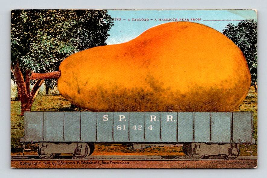 Exageration Pear - Railroad Ed. H. Mitchell Postcard (ecL1082)