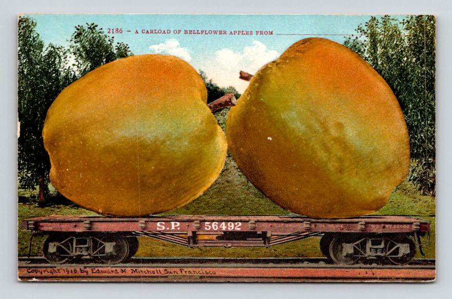 Exageration Bellflower Apples - Railroad Ed. H. Mitchell Postcard (ecL1086)