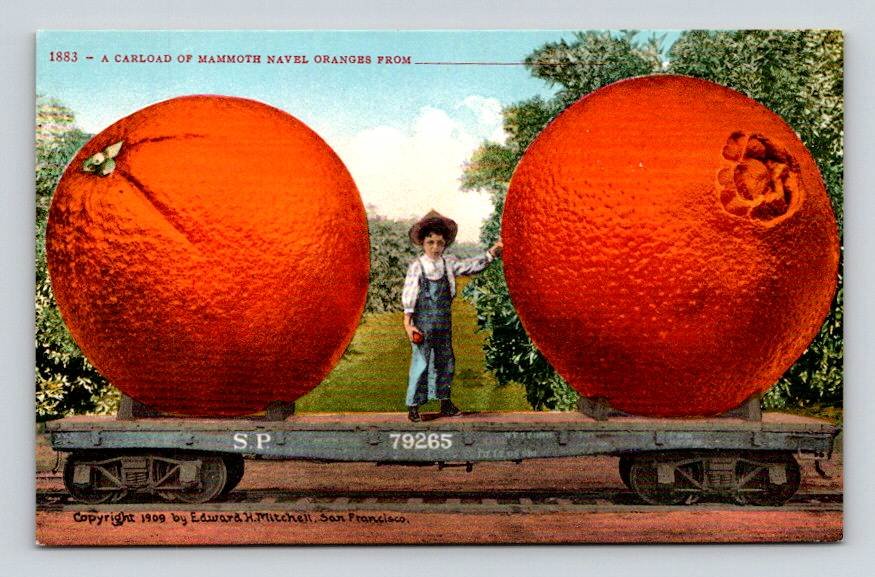 Exageration Mamouth Navel Orange - Railroad Ed. H. Mitchell Postcard (ecL1090)