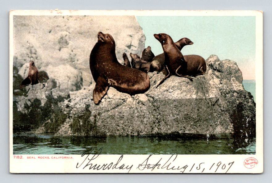 Seal Rocks Catalina California - Detroit Publishing Co. Postcard UNDB (ecL1092)