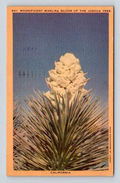 California Magnificent Waxlike Bloom of the Joshua Tree Yucca 1943 Postcard (ecM39)