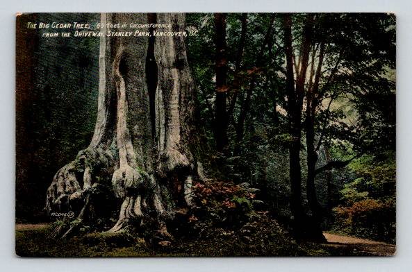 Vancouver B.C. Driveway Stanley Park Big Cedar Tree Canada Postcard (ecM226}