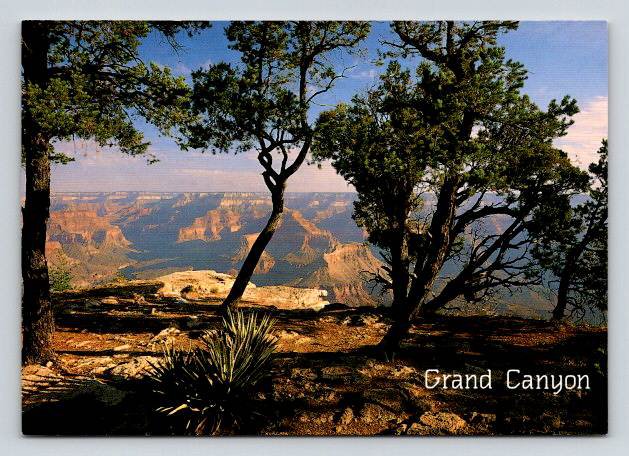 South Rim Arizona Grand Canyon National Park Postcard (ContA-579)