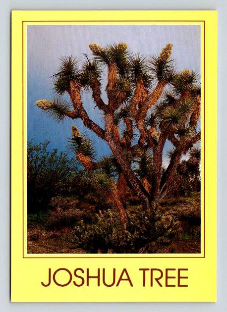 Joshua Tree in Bloom - Arizona Postcard (ContA-583)