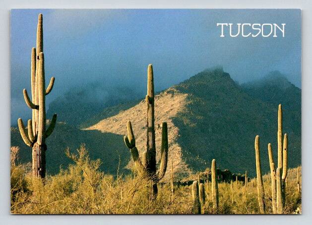 Tucson Arizona Saguaro Cactus in Sabino Canyon Park Postcard (ContA-587)