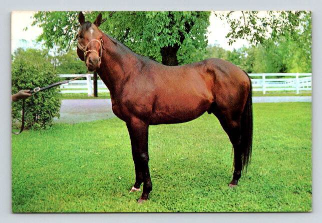 Lexington Kentucky Nashua Bay Stallion Postcard (ContA-623)