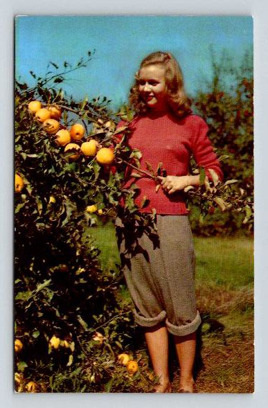 West Virginia Many Apple Orchards, Pretty Lady Postcard (M762)