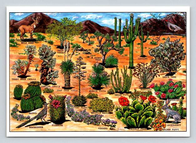 Tempe Arizona Desert Flora and Fauna - AZ Cactus Postcard (ContA-705)