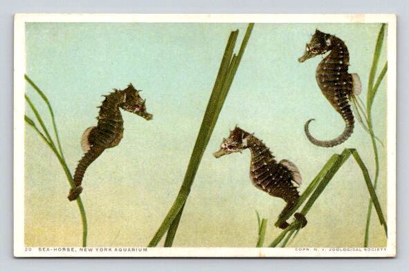 Sea Horse New York Aquarium - Phostint Postcard (ecM302}