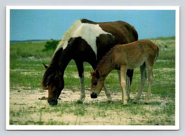Assateague Island Virginia - Wild Horse Grazing - Pre Barcode Postcard (ContA-755)