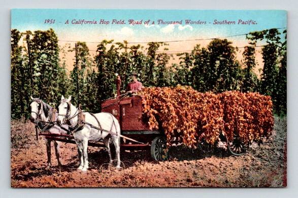 California Hop Field - Horse Wagon, Workers Postcard (O-637)