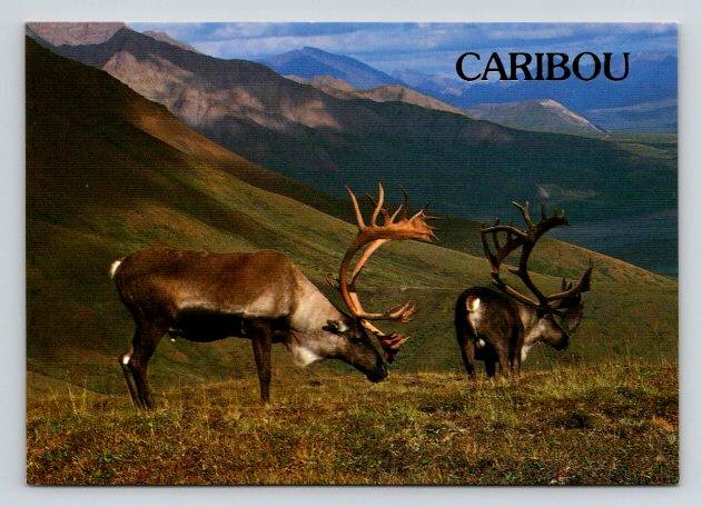 Caribou Grazing - Continental Postcard (ContB-161)