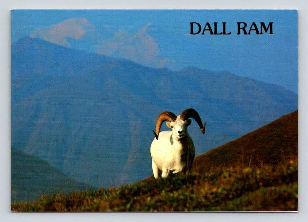 Dall Ram - Continental Postcard (ContB-163)