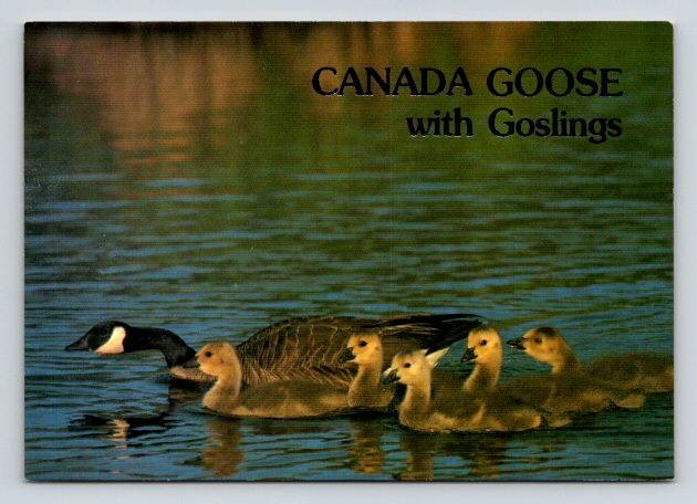 Canada Goose with Goslings - Continental Postcard (ContB-165)