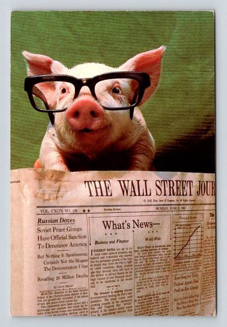 Novelty Pig w/ Glasses Reading Wall Street Journal - Continental Postcard (ContB-187)