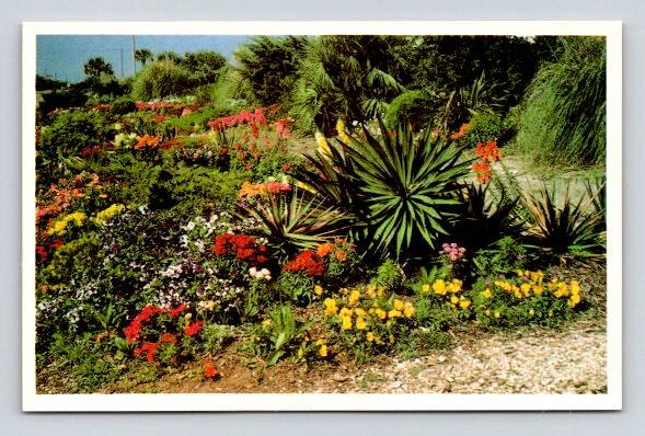 Jekyll Island Georgia Flowers Along The Roadside Postcard (P-147)