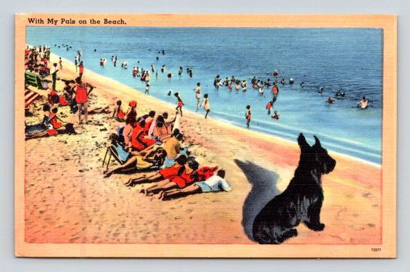 With My Pals on the Beach, Scottie Dog Postcard (P-459)