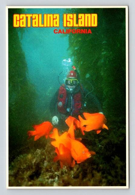 Catalina Island California Scuba DiverUndersea Garden, Golden Garibaldi Postcard (ContB-703)