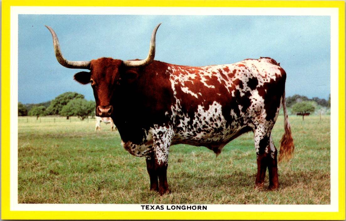 Texas Longhorn at Fort Griffin State Park Postcard (T-31)