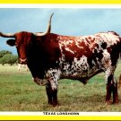 Texas Longhorn at Fort Griffin State Park Postcard (T-31)