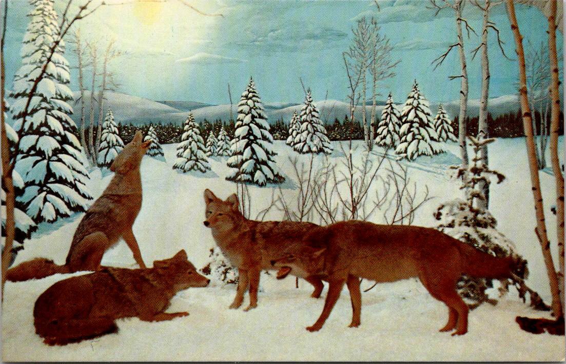 Gaylord Michigan the Call of the Wild Museum Coyotes Postcard (T-203)