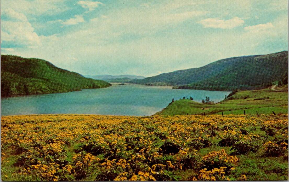 Kalamalka Lake British Columbia Canada - Sunflower time Postcard (T-365)