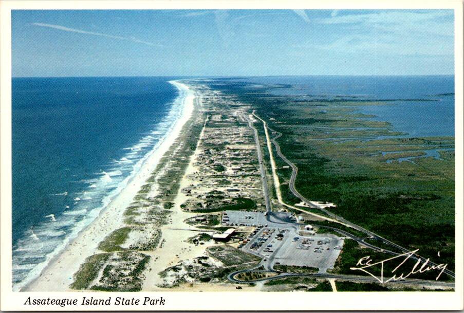 Assateague Island State Park Looking South - signed RC Pulling Postcard (ContC-115)