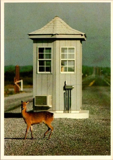 Assateague Island State Park Sika Deer Postcard (ContC-129)