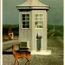 Assateague Island State Park Sika Deer Postcard (ContC-129)
