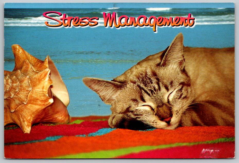 Stress Management Sleeping Cat at the Beach in Florida Postcard (ContC-183)
