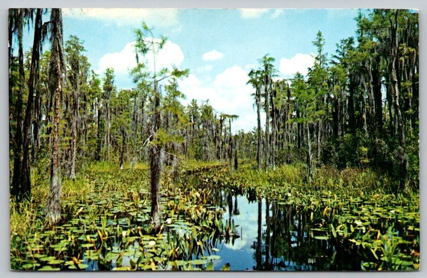 Okeefenokee Swamp State Park Suannee River Postcard (V-468)