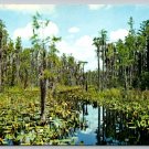 Okeefenokee Swamp State Park Suannee River Postcard (V-468)