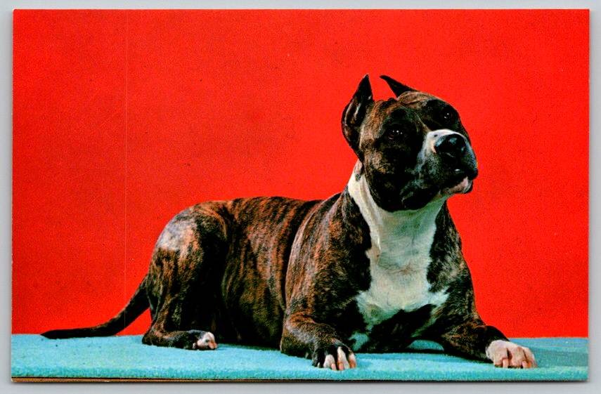 American Pit Bull Dog Terrier Postcard (V-492)