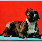 American Pit Bull Dog Terrier Postcard (V-492)