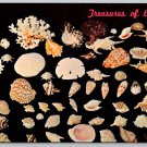 Jacksonville Florida Treasures of the Sea Sea Shells Postcard (W-29)