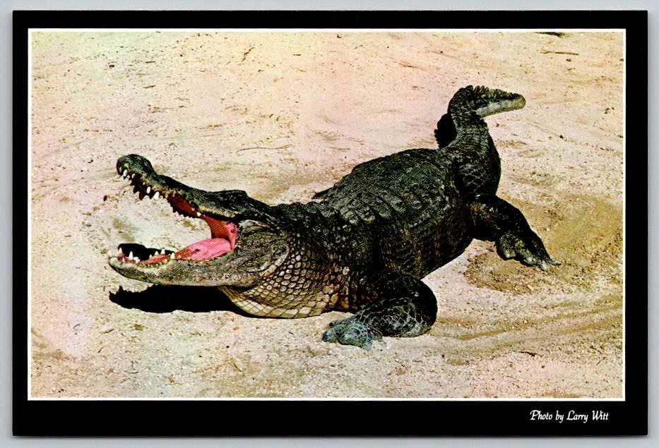 Alligator Photo by Larry Witt - Florida Postcard (ContD-21)