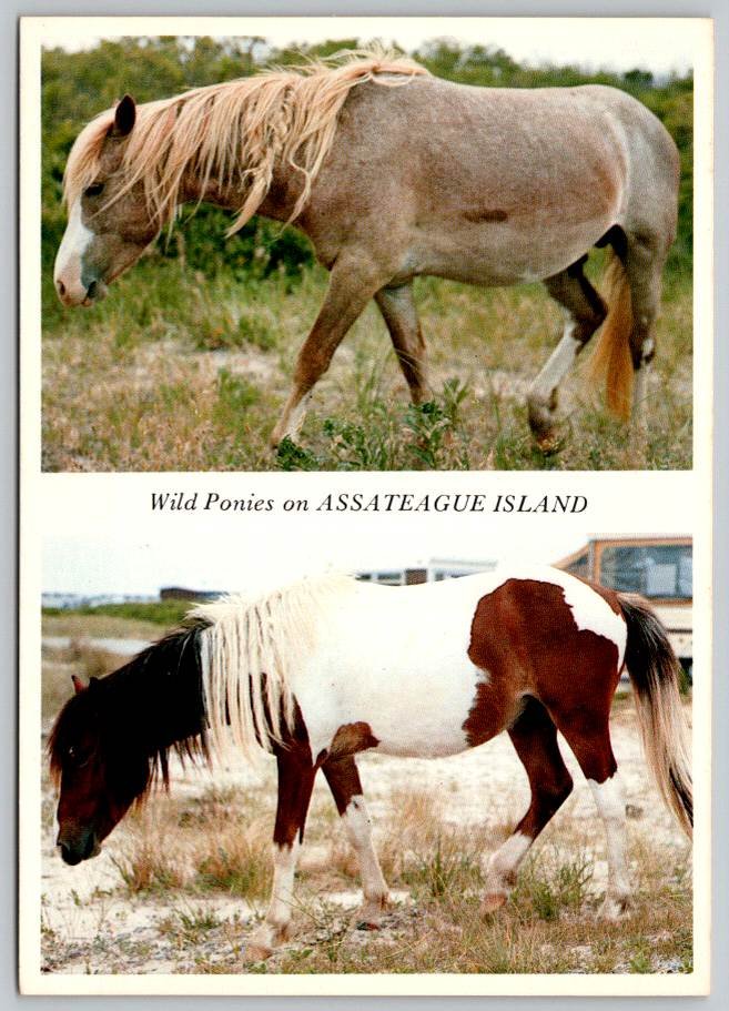 Assateague Island Wild Ponies, Horses- Pre Barcode Continental Postcard (ContD-61)