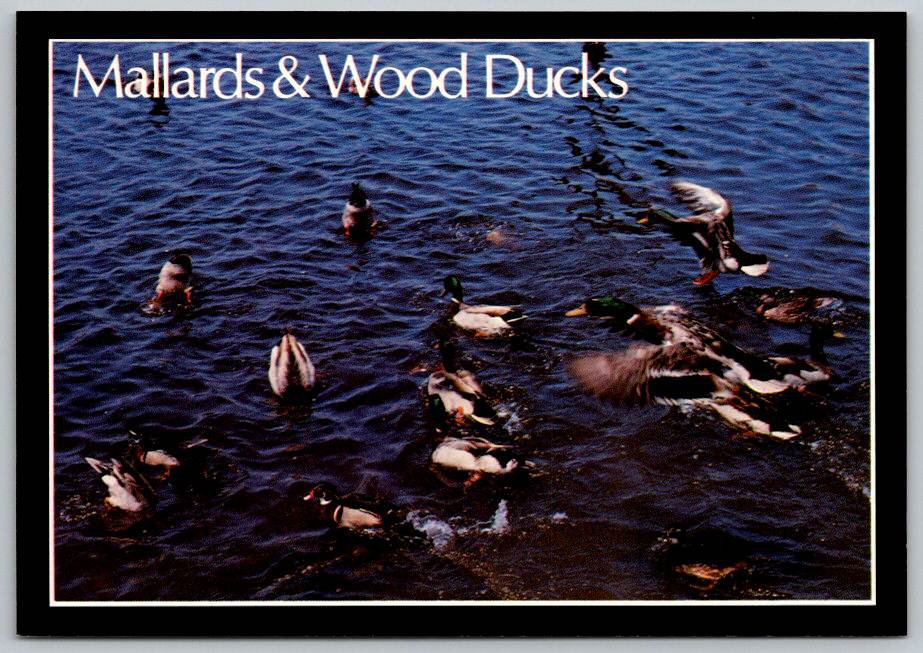 Delmarva Mallards & Wood Ducks - Atlantic Coast Postcard (ContD-93)