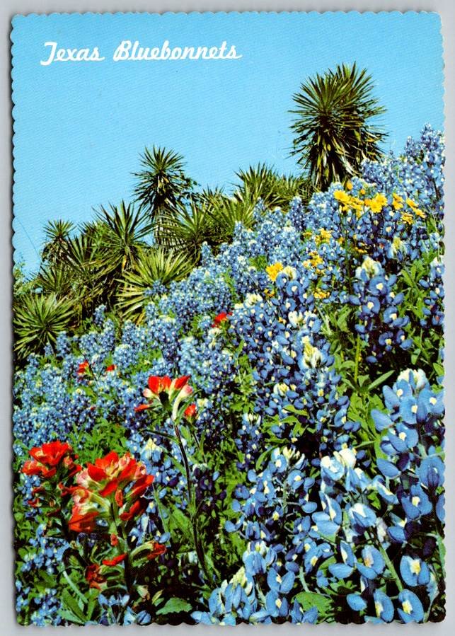 Texas Bluebonnets, Indian Paint Brush and Yucca near Brenham TX  Postcard (ContE-43)