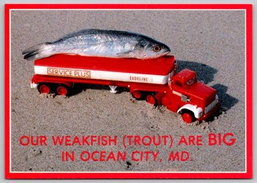 Ocean City, Maryland Weakfish Trout Catch of the Day Postcard (ContF-3)