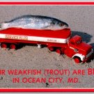 Ocean City, Maryland Weakfish Trout Catch of the Day Postcard (ContF-3)