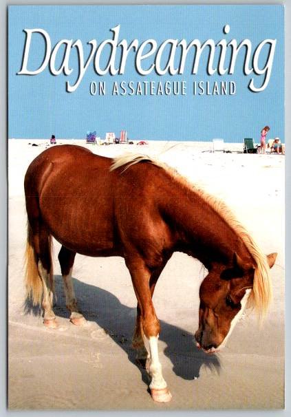 Assateague Island Virginia - Wild Horse Daydreaming on the Beach Postcard - NOS