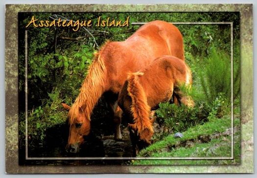 Assateague Island Virginia Wild Horses Drinking to Cool Off Postcard - NOS